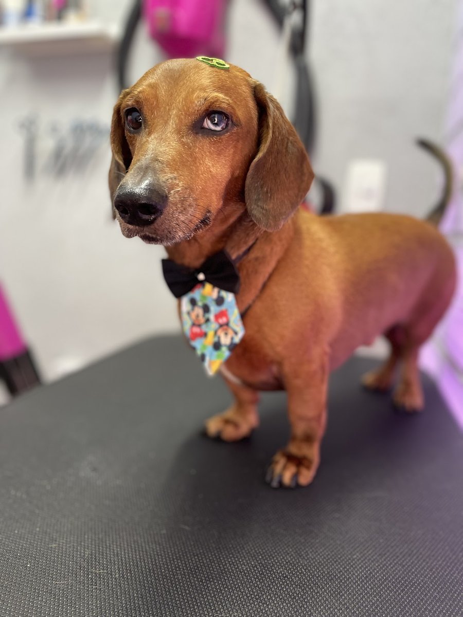 Focinhos Gelados Pet Shop