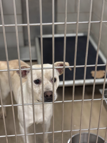 Metro Animal Care and Control