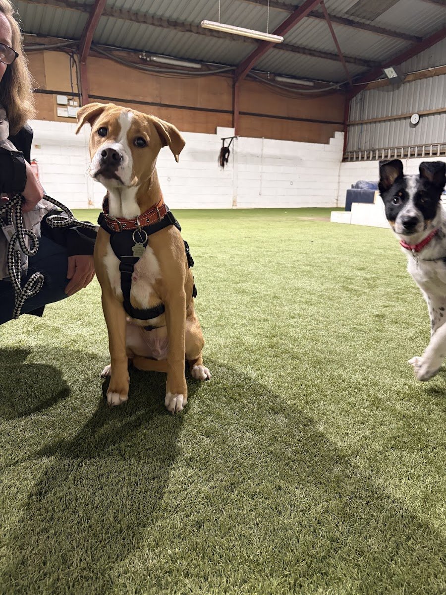 Spot That Dog - Training & Services - Photo 2