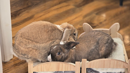 Bristol Bunny Boarding