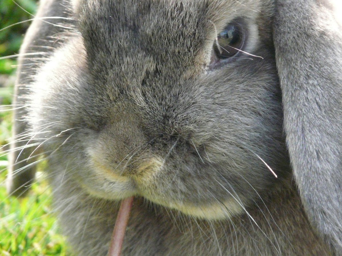 Barnabys Bunny Barn - Photo 2