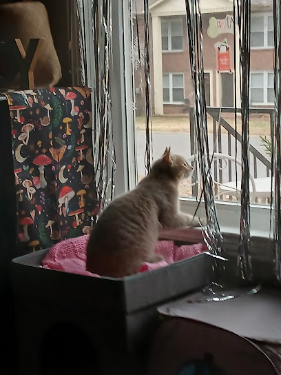 PAWS & HANDS- Pet Sitting | House Sitting | In Home Care -Nashville TN