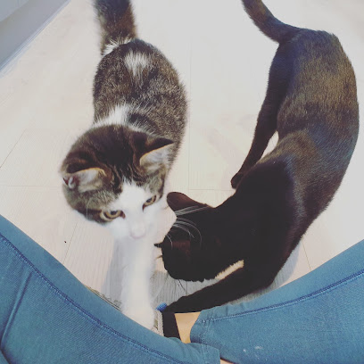 Apollo Cat Sitting Service Bristol - Pet Shop in Bristol