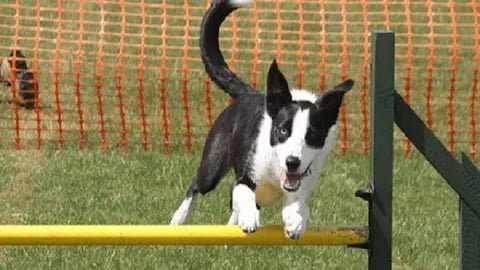 Celestine Dog Training - Photo 2