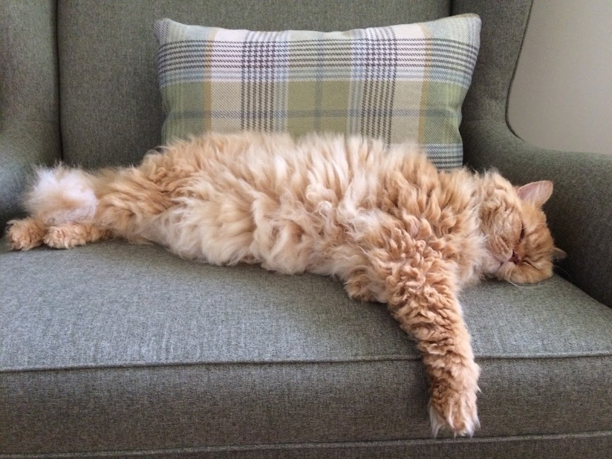 Chepstow Cat Sitting - Photo 2