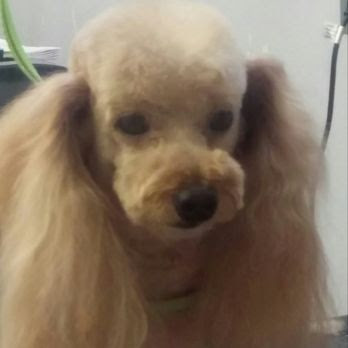 Hillcrest Kennel and Grooming