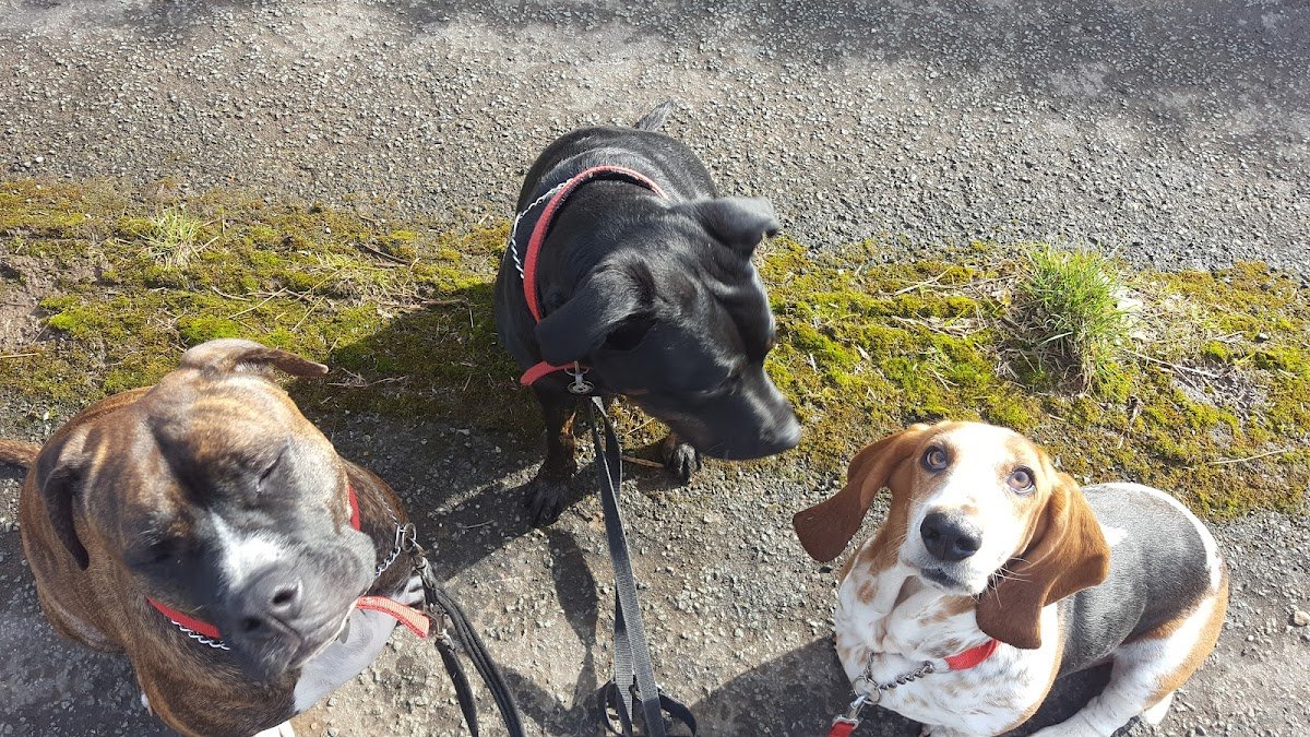CharliesDogs - Photo 2