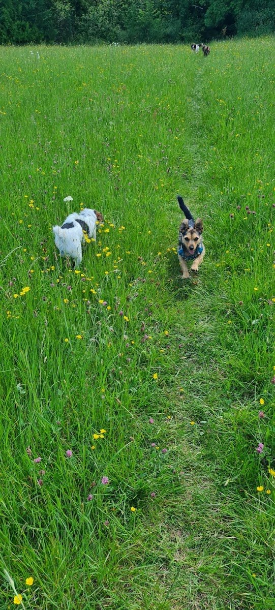 Care4k9s - Photo 2