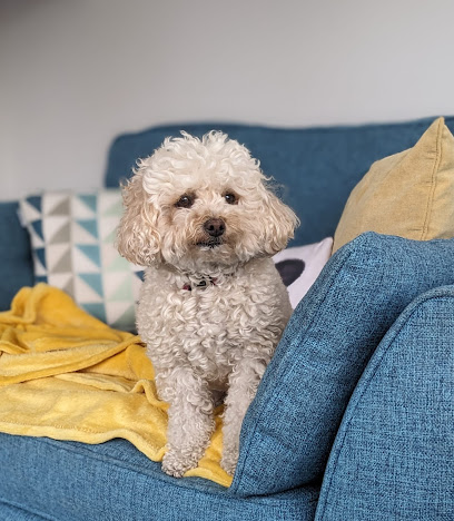 Happy Pawz - Cat / Small Animal Visits. Dog Boarding and Daycare for Poodle Crosses and small breeds only.