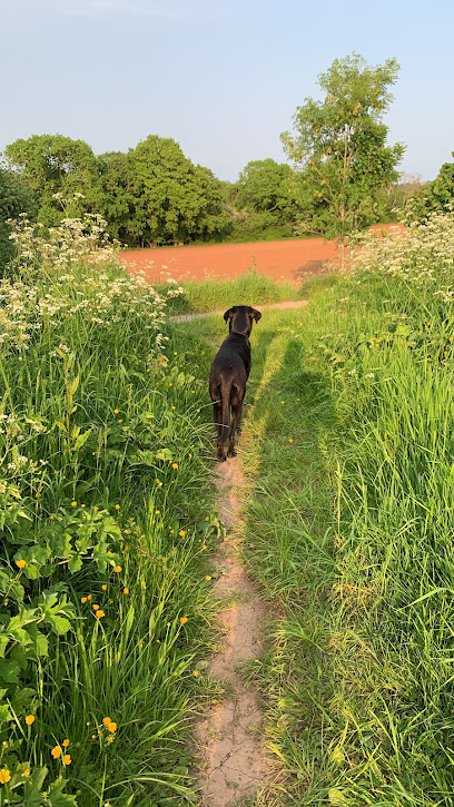 Claire’s Happy Dog Day Care and Boarding