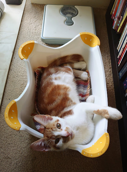 Vets for Pets - Bristol Kingswood