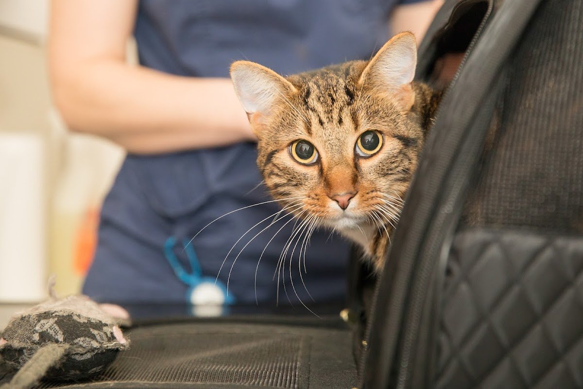 Avon Lodge Veterinary Group - Photo 2