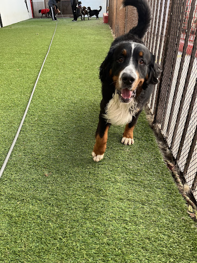 LA MANSIÓN PET CARE