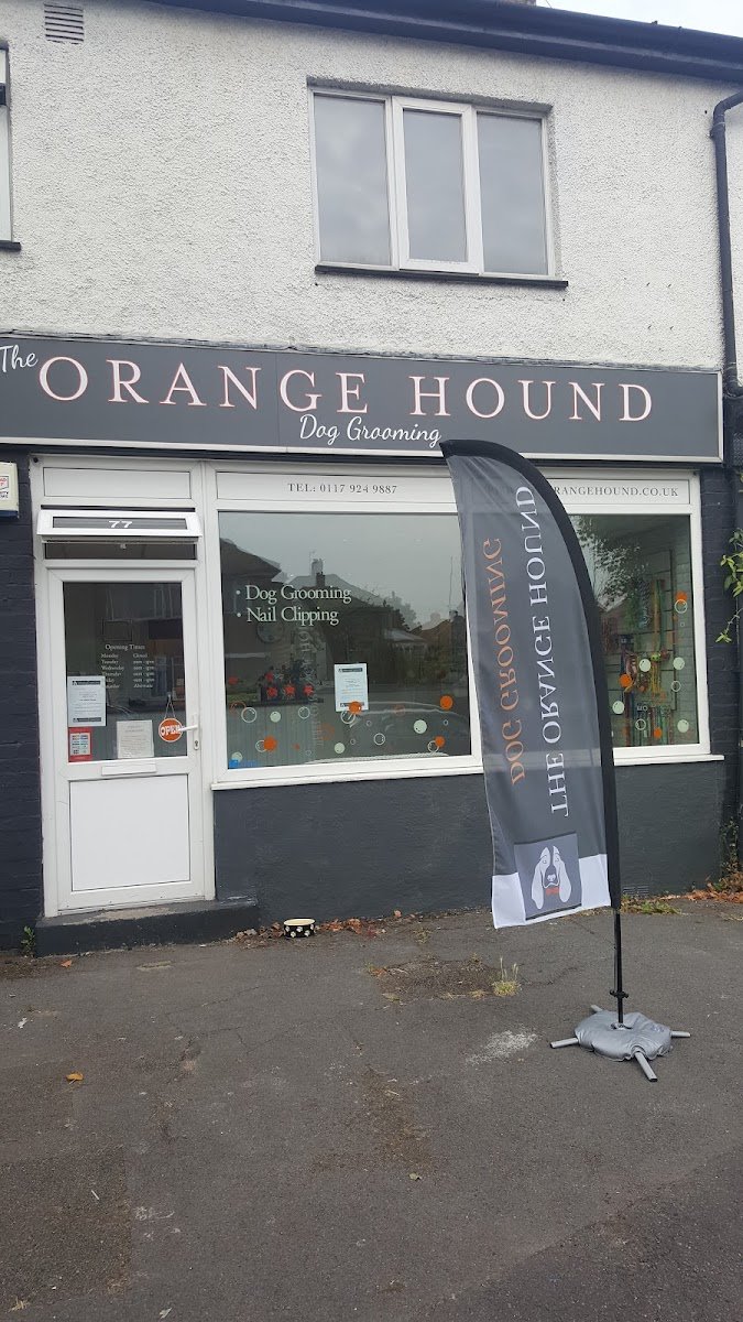 The Orange Hound - Photo 2