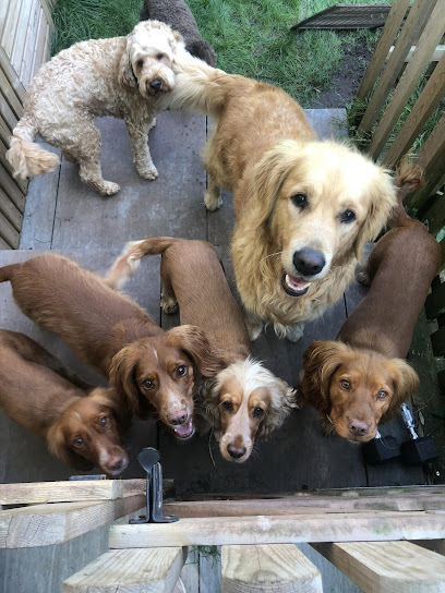 Happy Home Dog Boarding Bristol