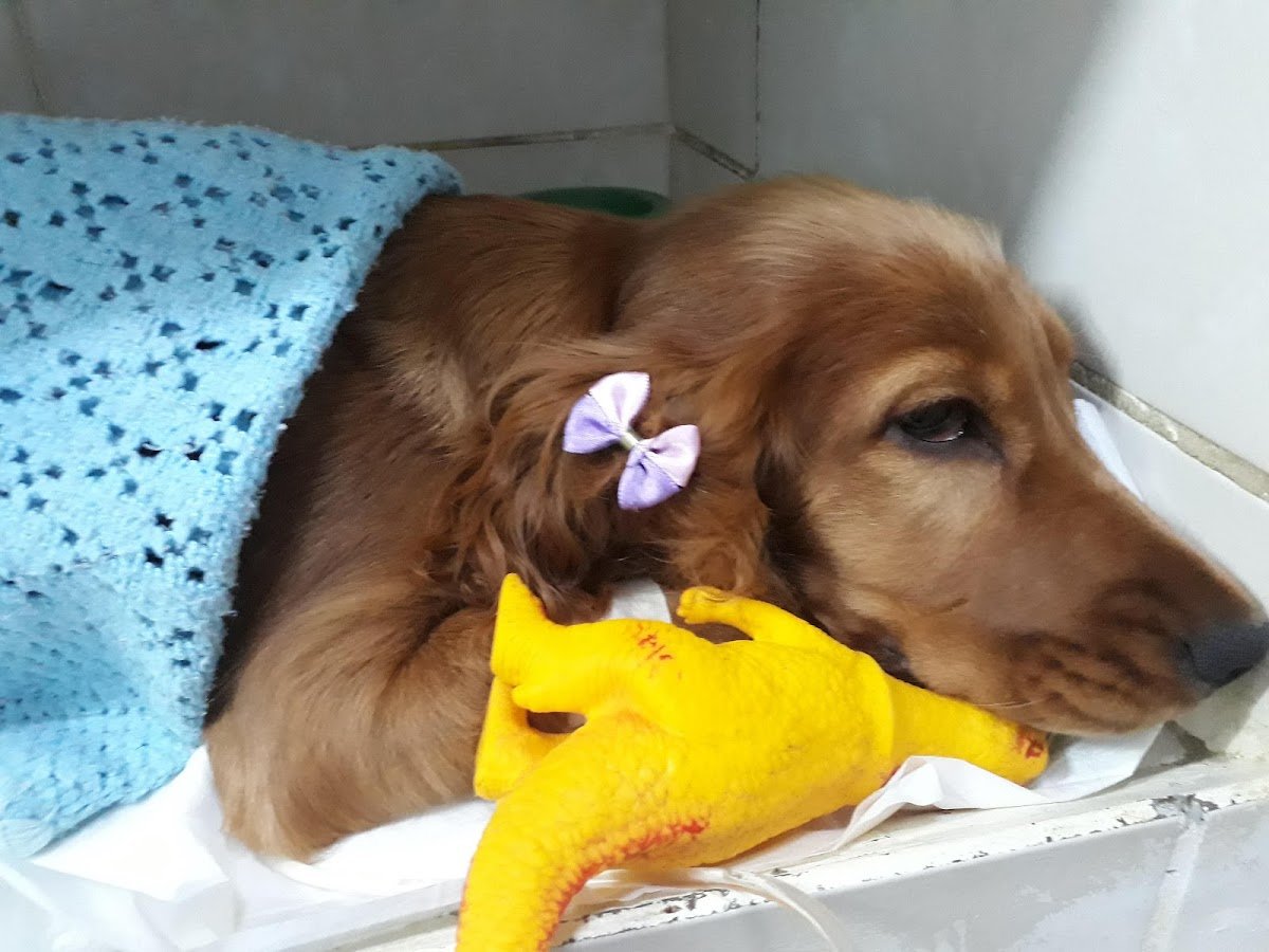 Centro de Saúde Animal Amigos para Sempre