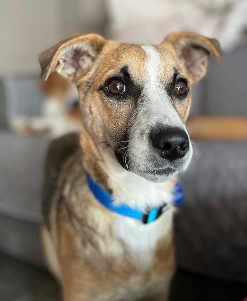 Aura's Dogs UK - Photo 2
