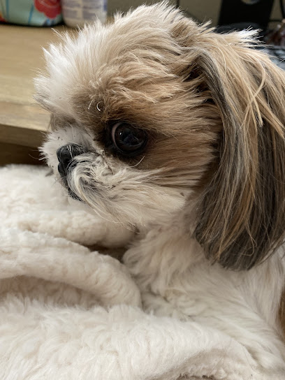 Adobe Animal Hospital