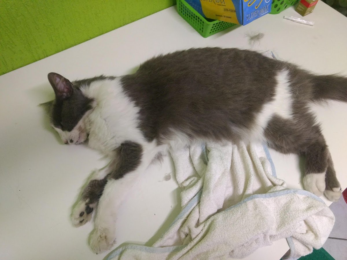 Veterinária Tablada