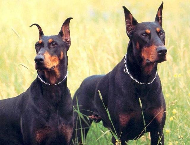 A Better Canine 4 U - Photo 2