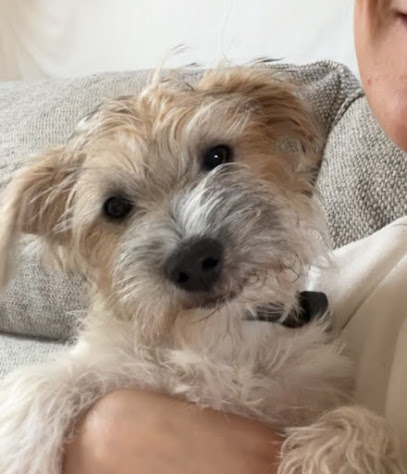 Berkeley Pet Grooming Services - Pet Shop in Bristol