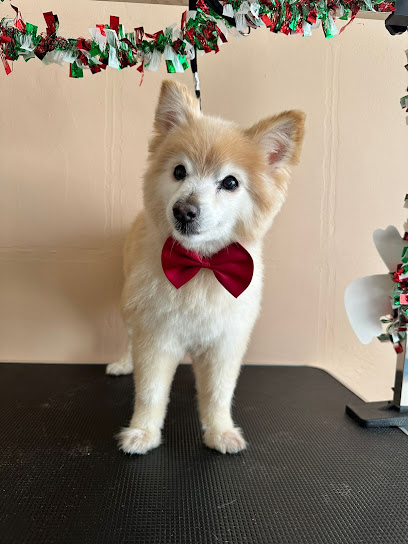 Pet Land Suit Clinic Veterinary - Pet Shop in El Paso