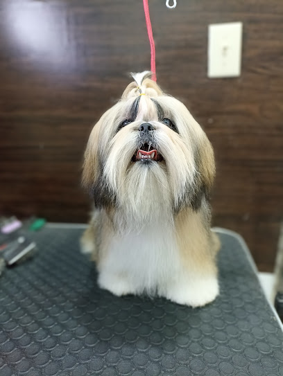 The Barber Dog Ciudad Juárez - Pet Shop in El Paso