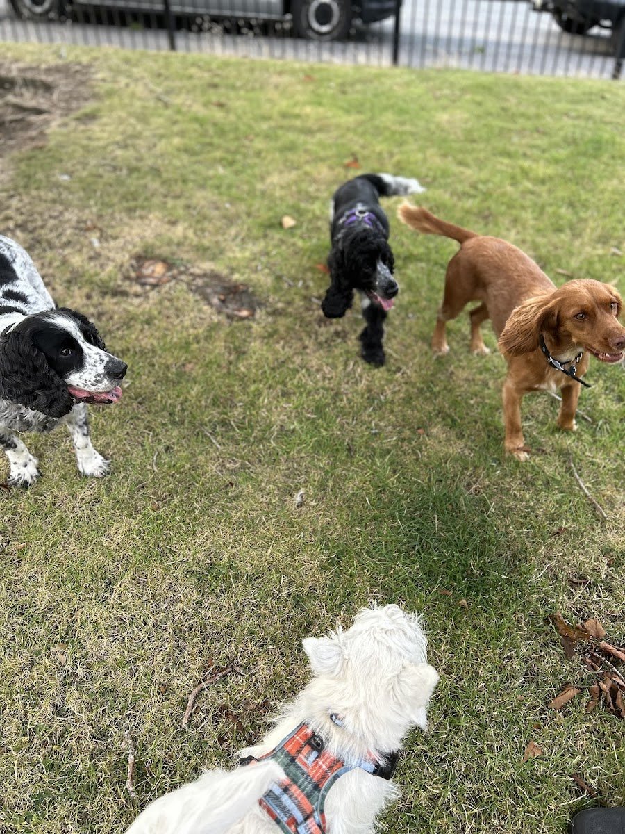PawsomePals Edinburgh Ltd. - Photo 2