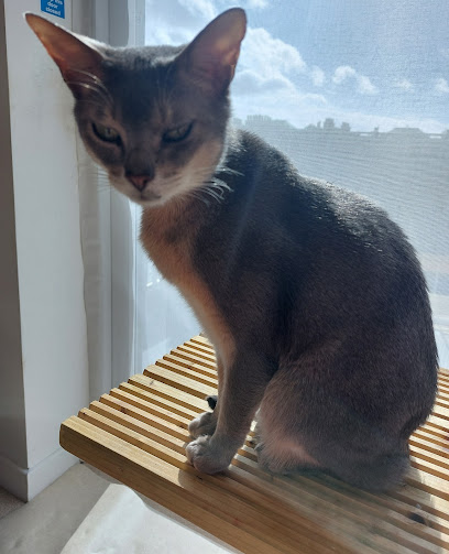 Feline Friends Edinburgh Cat Sitters