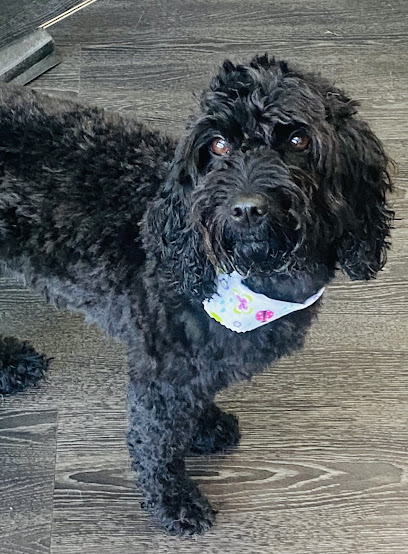 Boswall Dog Grooming Ltd