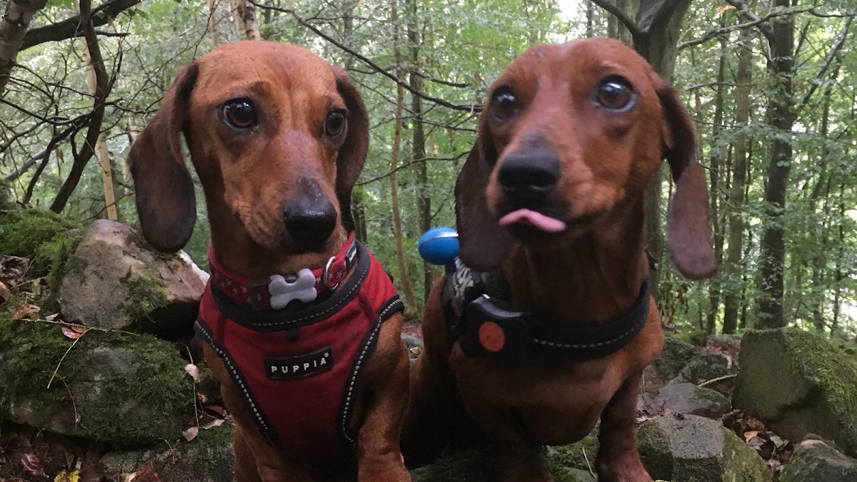 Top dogs - Photo 2