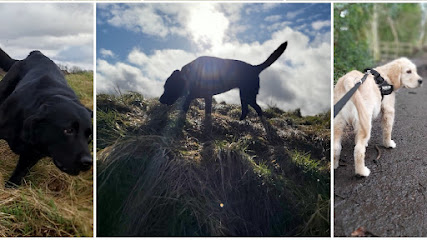 Blue Lead Dog Walking South Queensferry
