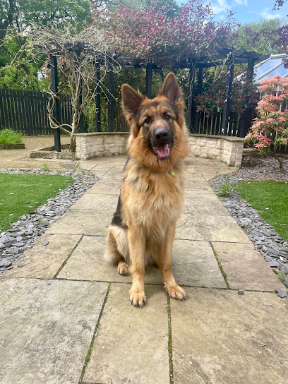 Dugs Paws Dog Adventures & Training