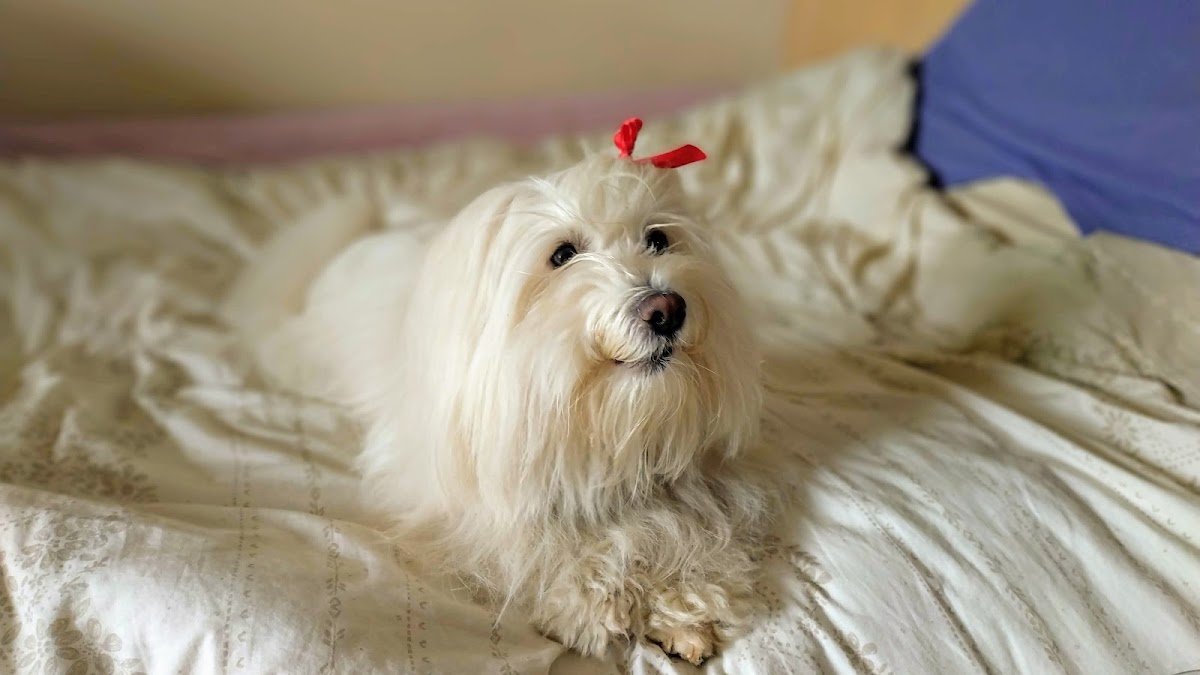 Small Dog Solutions - Photo 2