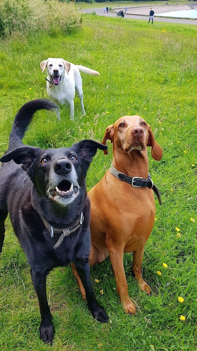 Oh My Dog! - Photo 2