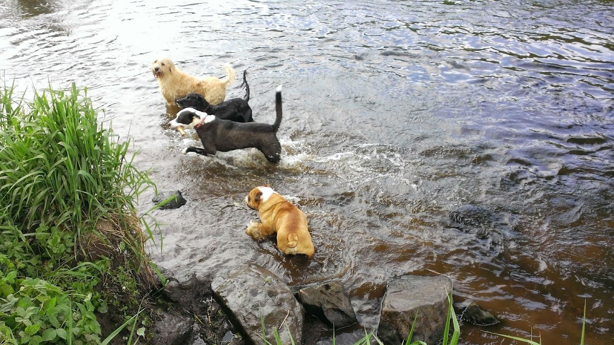 Walkies-Edinburgh - Photo 2