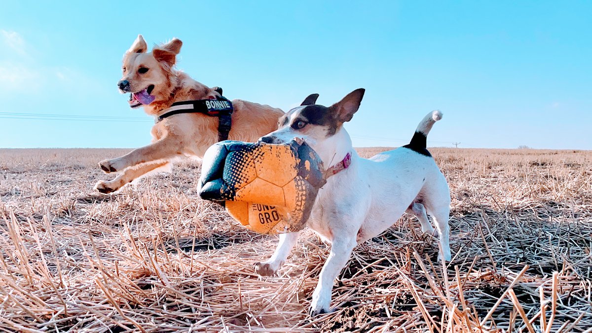 Adventure Paws - Photo 2