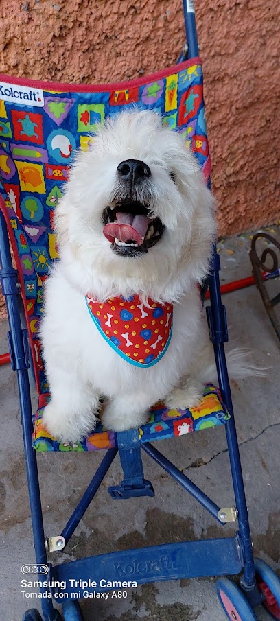 Veterinaria los Parques - Pet Shop in El Paso