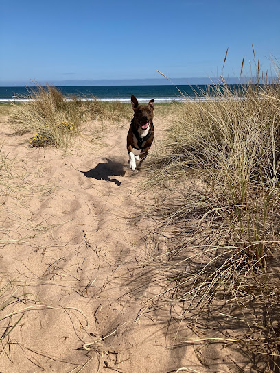 Waggy Wanderers Pet Care