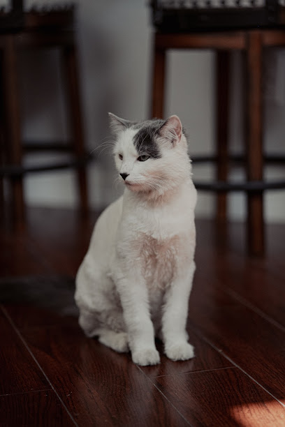 Happy at Home: El Paso Pet Sitting Services