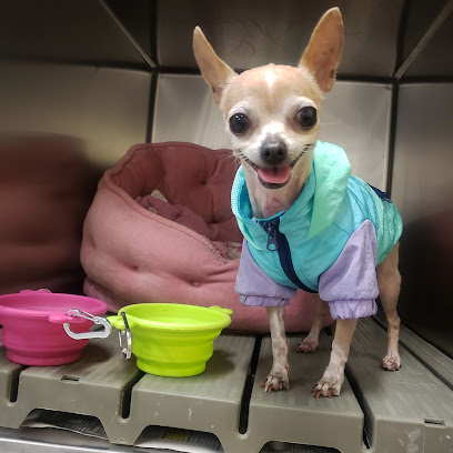 Dogycat Clinica Veterinaria Cd. Juárez