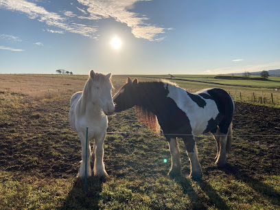 Animals First - Companion Animal Care and Behaviour