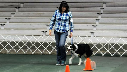 Good Dog Training
