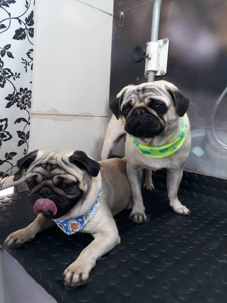 Clínica Veterinária Pet Vida