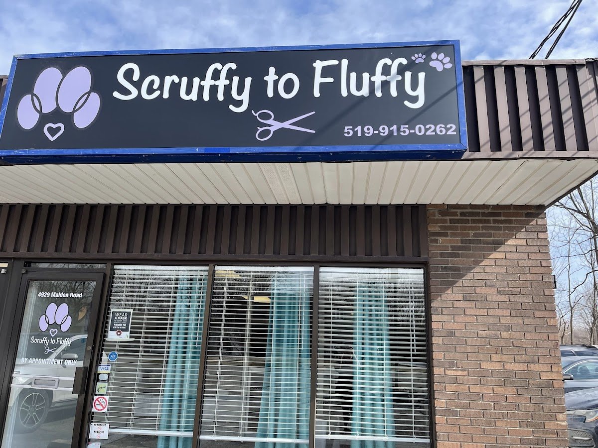 Scruffy To Fluffy - Photo 2