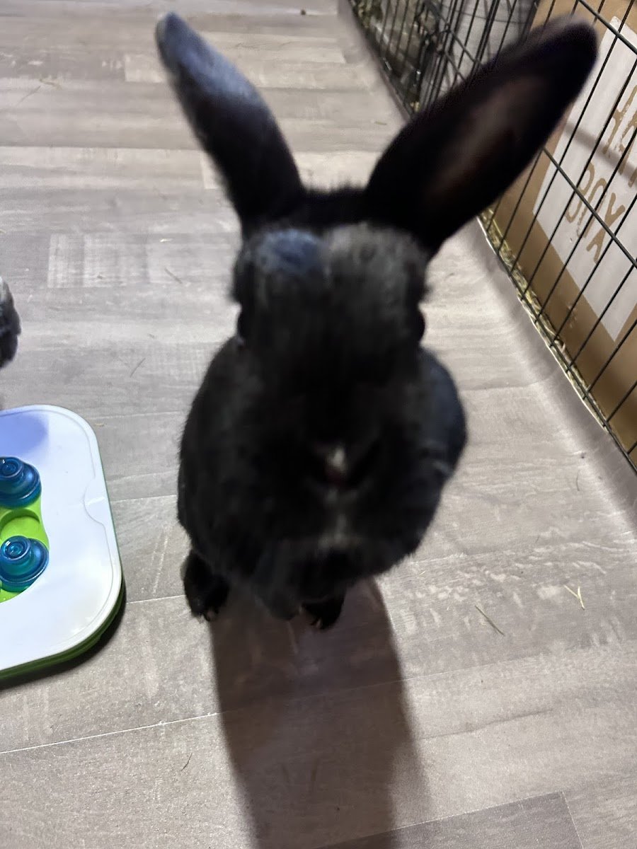 Happy Hops Bunny Boarding - Photo 2