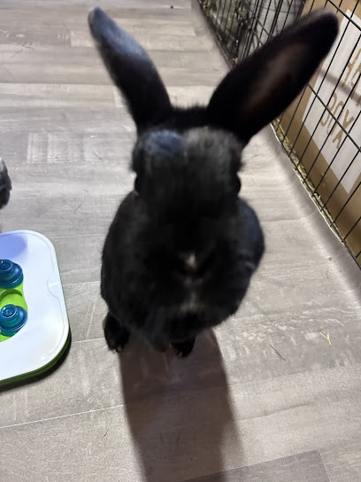 Happy Hops Bunny Boarding