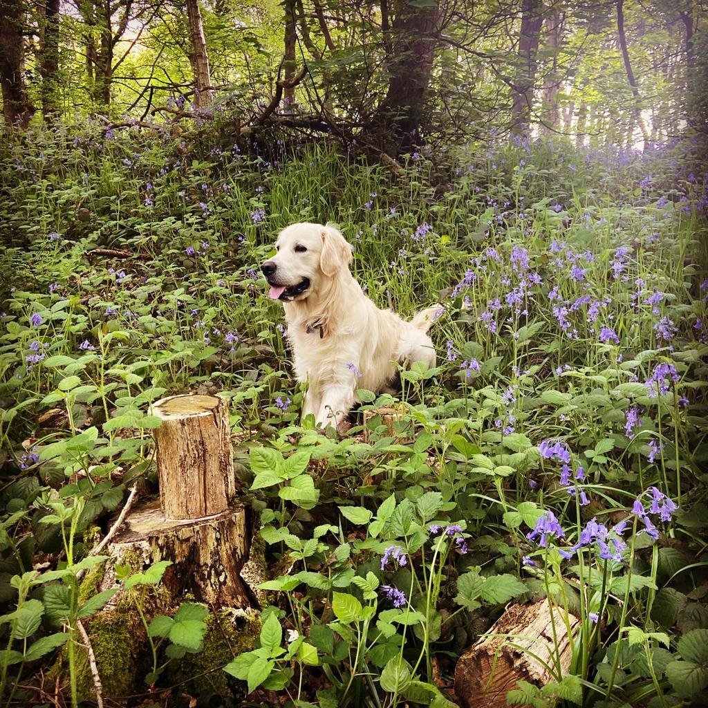 Zoomies Pet Services - Photo 2