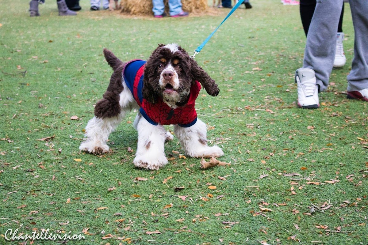 The Pawfect Pooch - Photo 2
