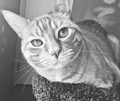 Woodward Pet Sitting